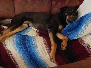 Dakota and Dudley in foster home