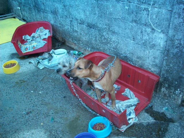 again chained, with kennel bottom