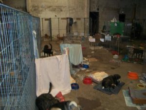 again main kennel area