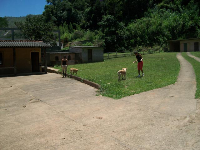 four dogs in a horse area that were being looked after