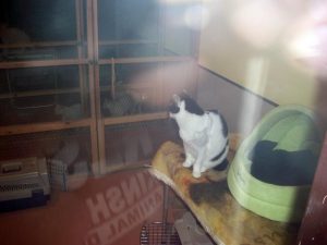cat room