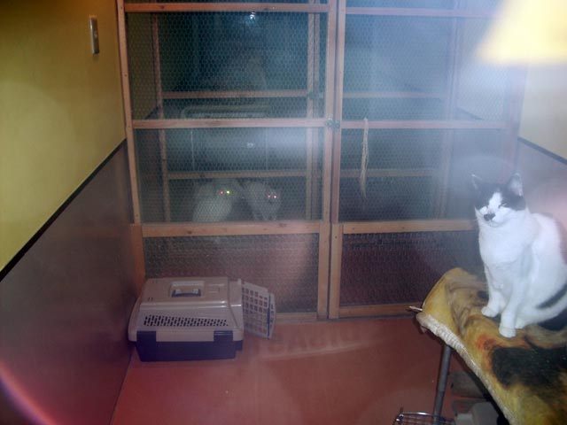 cat room