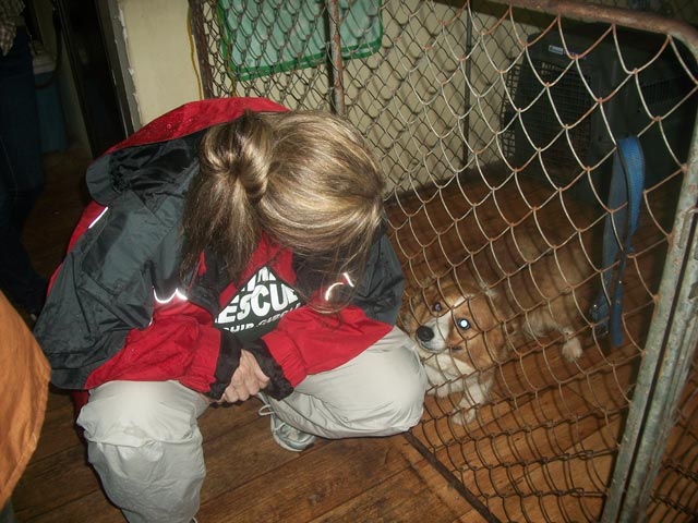 this is the dog found on the floating house 40 miles out to sea