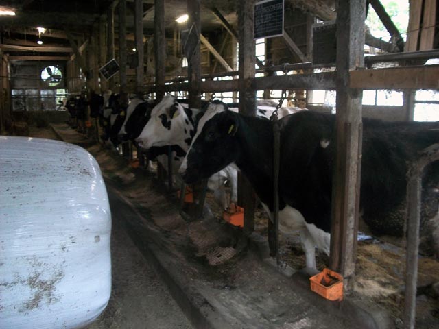starving cows left at a dairy farm