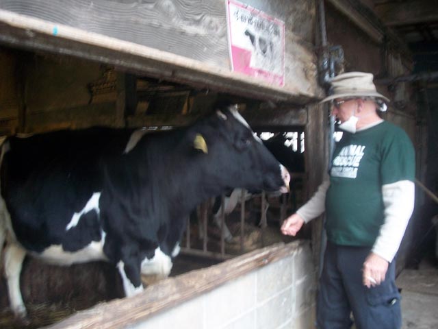 starving cows left at a dairy farm