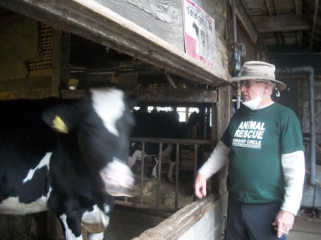 starving cows left at a dairy farm