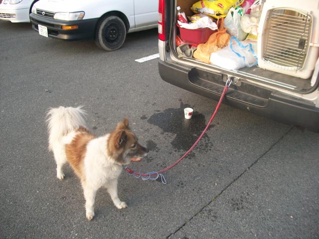 we continued to fill the van for later transport to the shelter (4 hour trip one way)