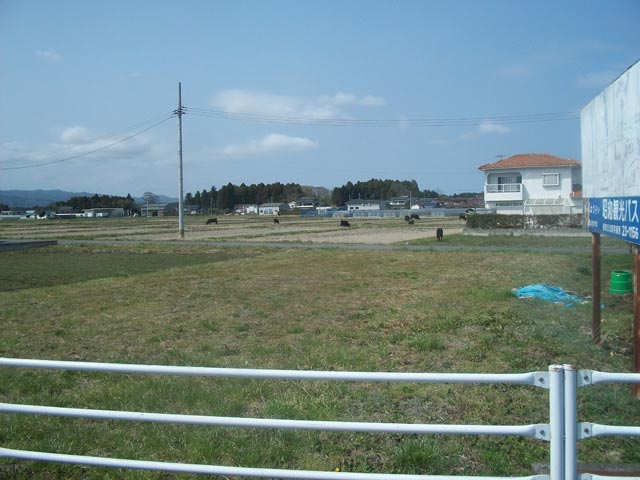 cattle grazing