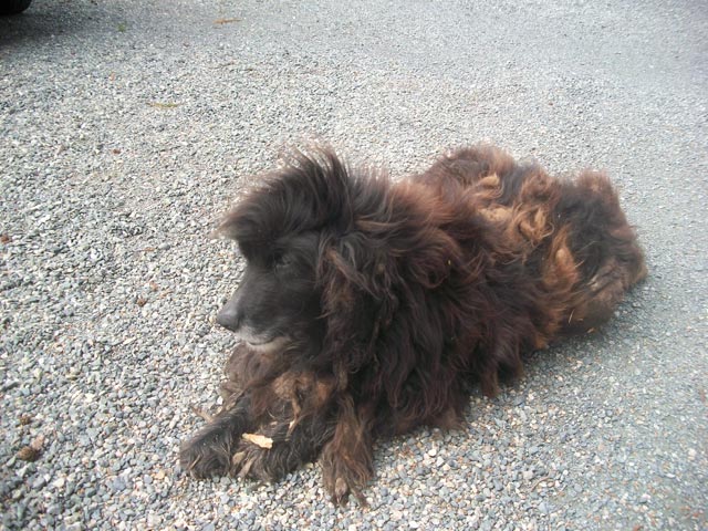 extremely matted dog