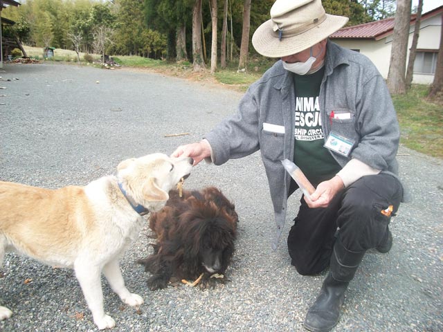 extremely matted dog with his greedy partner