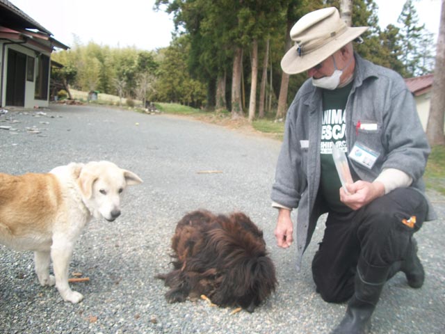 extremely matted dog with his greedy partner