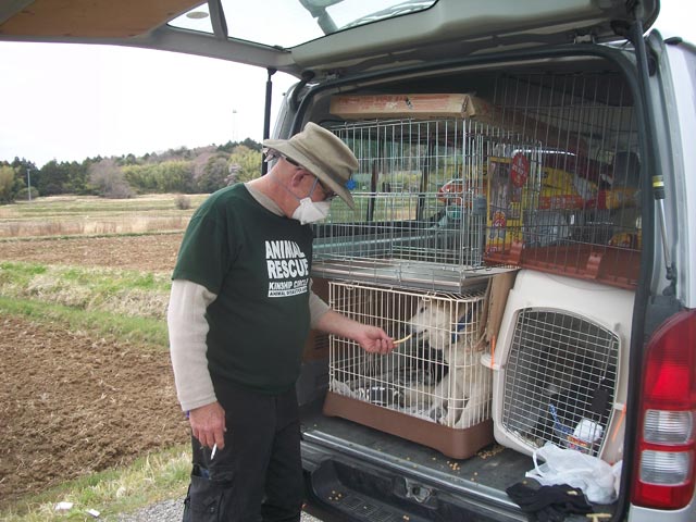 back of the van with dogs caged