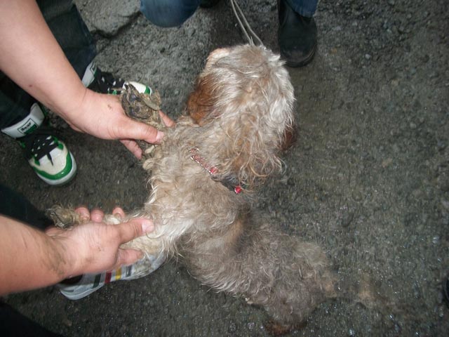 another badly matted rescue dog
