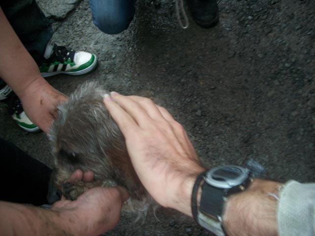 another badly matted rescue dog