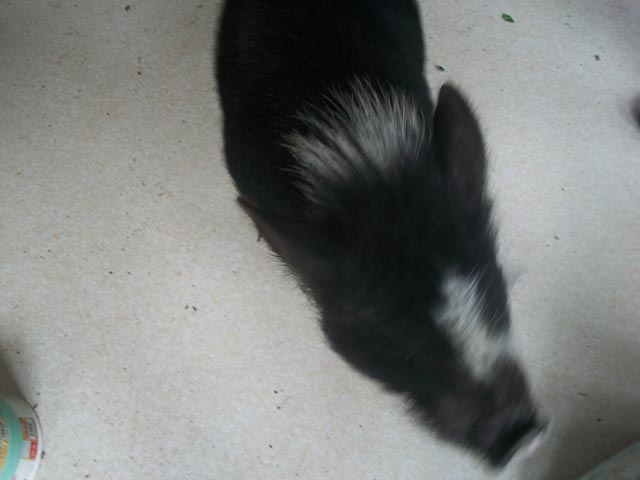 rescued pot-bellied pig