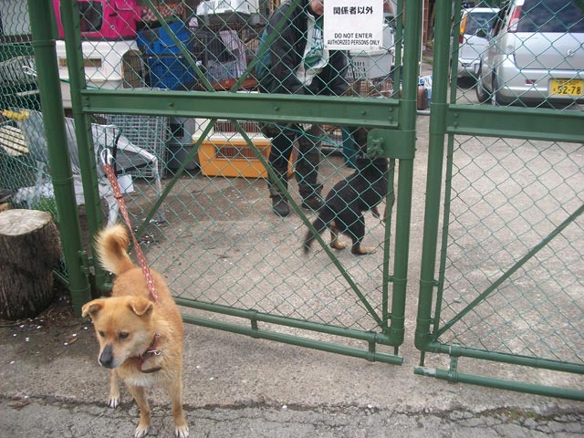 dogs air-drying after bath