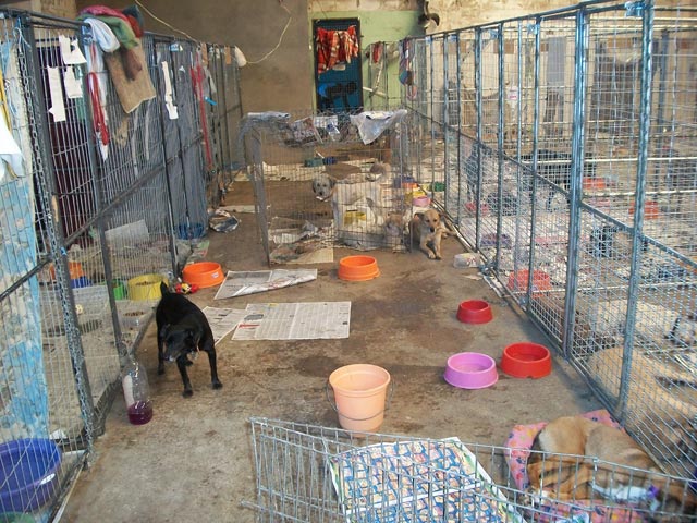 main kennel area