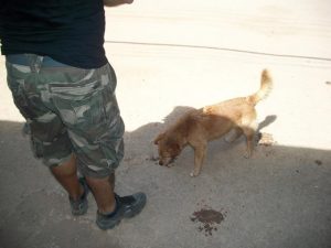 more dogs in a village, they were fine