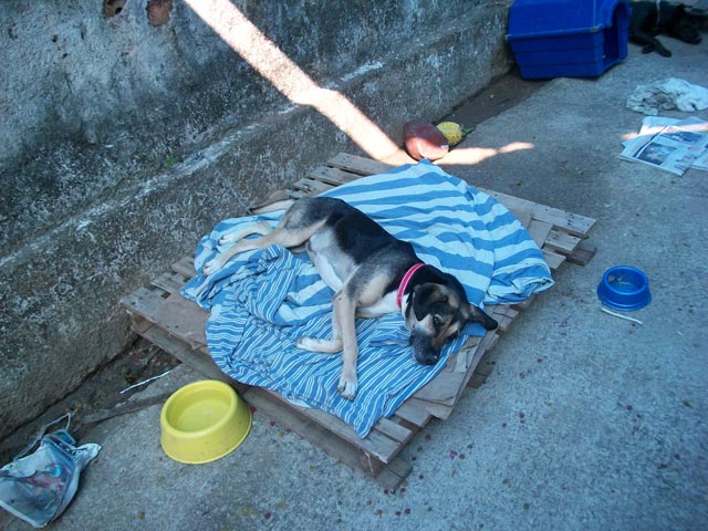 normal dog kennel chain, pallet, cardboard