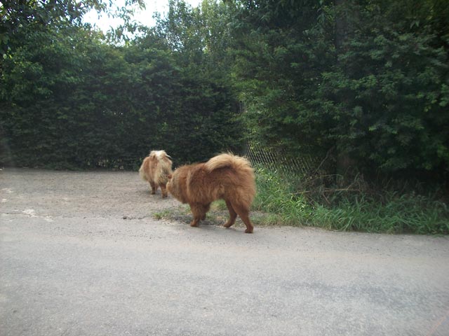 these guys did have owners nearby