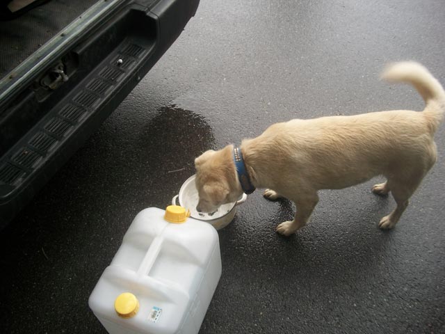 watering one of the dogs