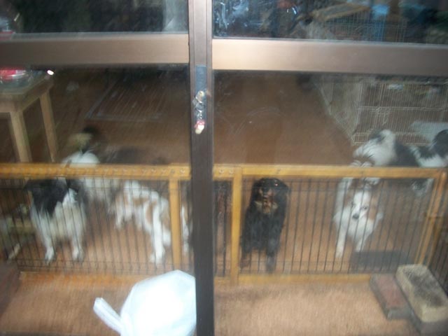 little dogs at the shelter